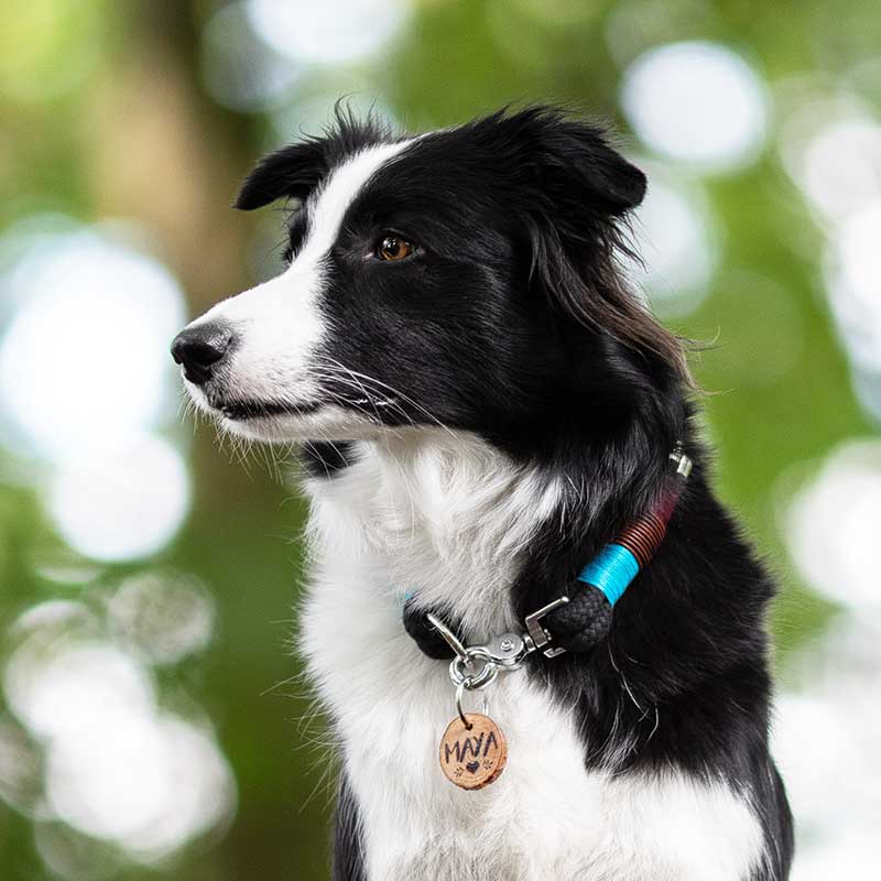 Hannah Set mit Halsband und Hundeleine - Gute Laune Tau in Türkis und Schwarz mit Scherenkarabiner