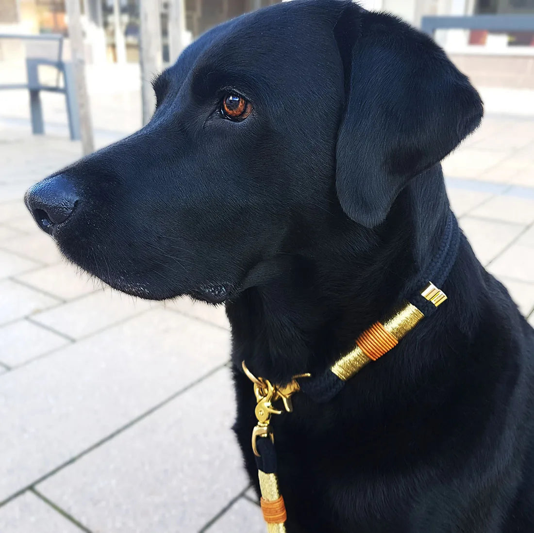 Golden Black Set mit Halsband und Hundeleine - Luxuriös in Schwarz und Gold mit Scherenkarabiner
