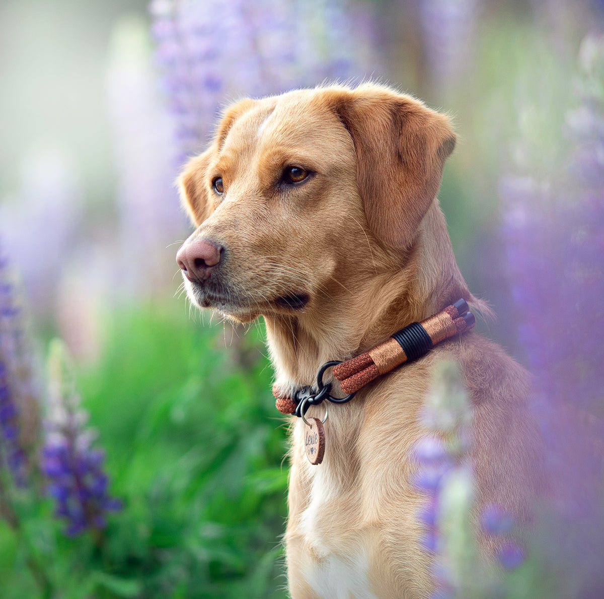 Luxus Edition Nr. 2 Halsband - Maßanzug für deinen Hund - Glanz Tau aus Griechenland, Scherenkarabiner