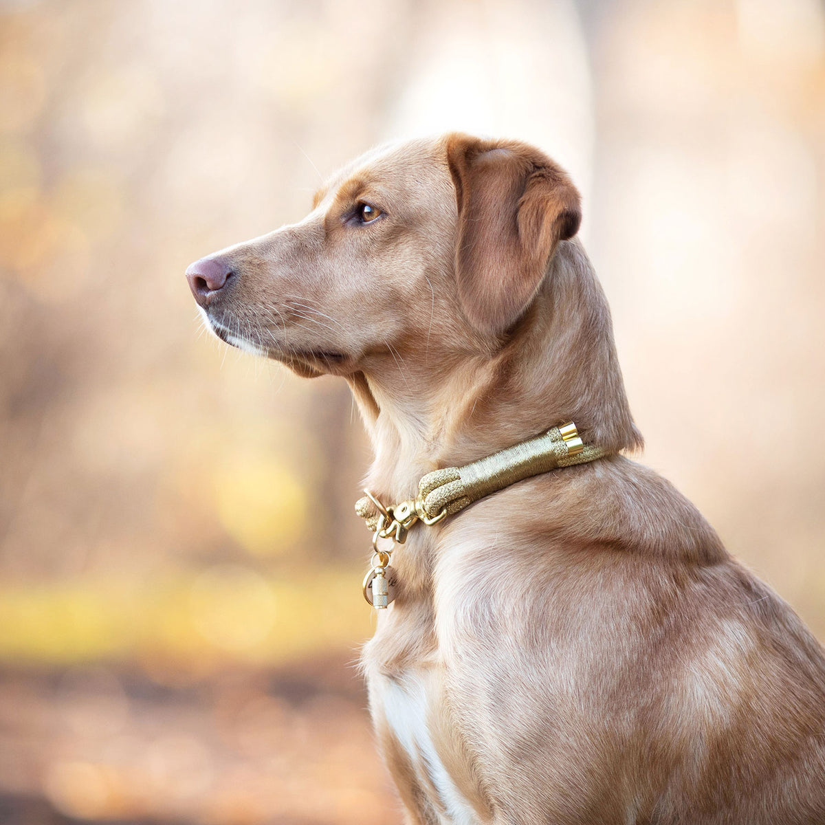 Stella Hundemarke mit Gravur - personalisiert mit Name deines Hundes, Telefonnummer, Adresse, Tasso auf der Rückseite