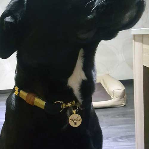 Stella Hundemarke mit Gravur - personalisiert mit Name deines Hundes, Telefonnummer, Adresse, Tasso auf der Rückseite
